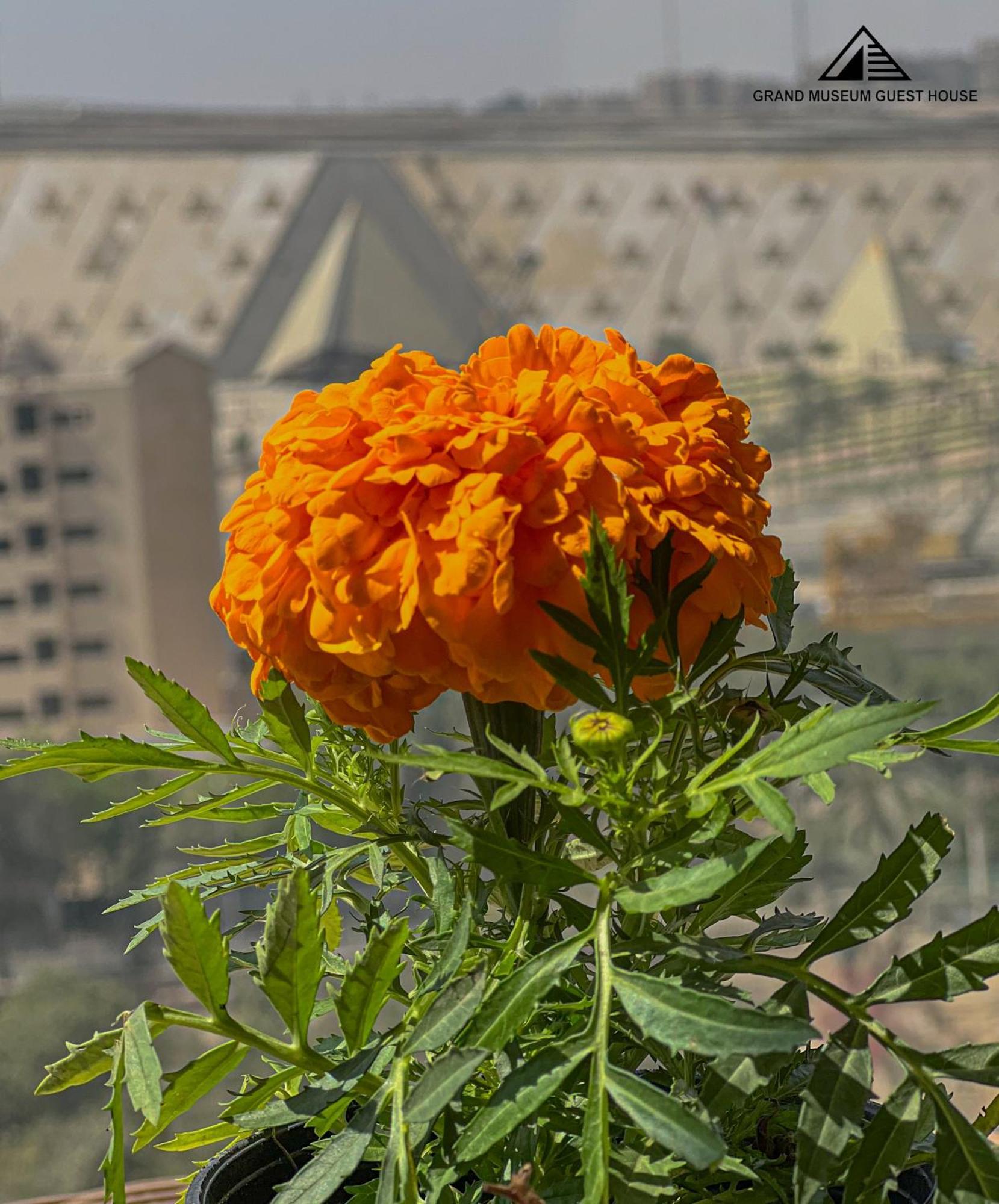 Hotel Grand Museum & Pyramids View Kafr Ghatati Exterior foto
